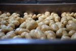  POTATO HYGIENE - DOLAVS PART OF HIGH CARE SECURITY 