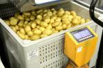  POTATO HYGIENE - DOLAVS FIT THE PROCESS